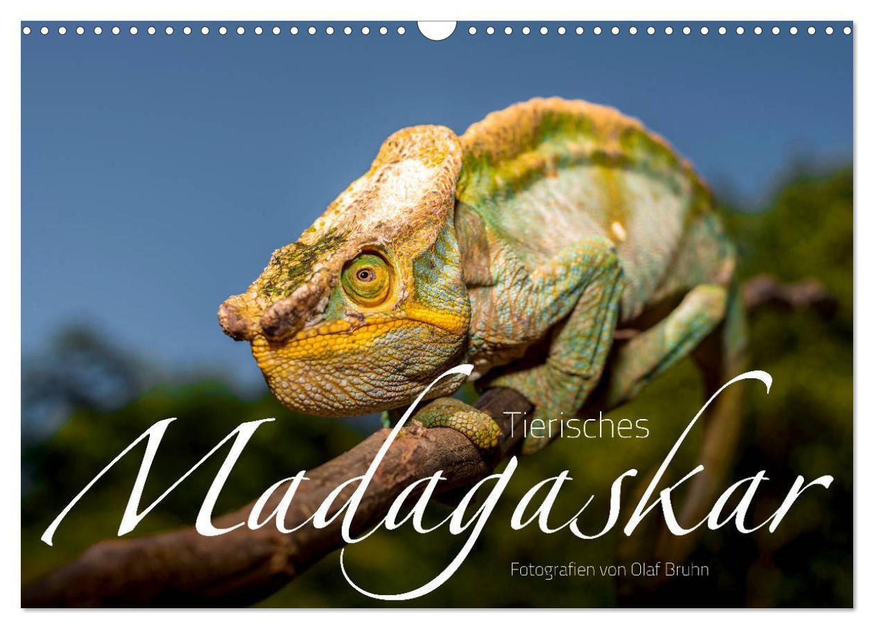 Calendar/Diary Tierisches Madagaskar (Wandkalender 2026 DIN A3 quer), CALVENDO Monatskalender Calvendo