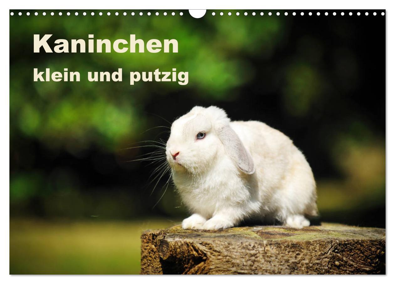 Kalendár/Diár Kaninchen klein und putzig (Wandkalender 2026 DIN A3 quer), CALVENDO Monatskalender Calvendo
