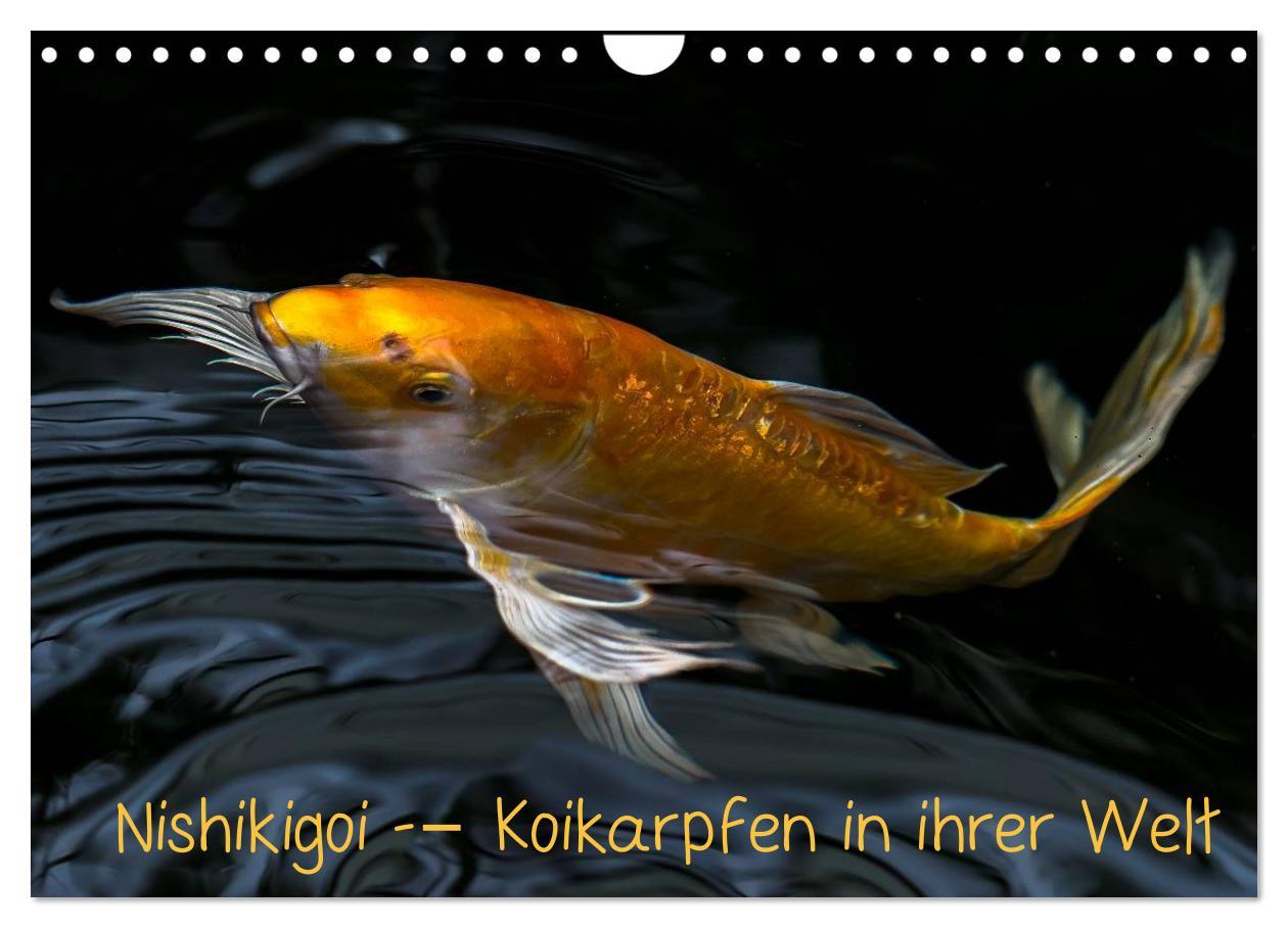 Kalendář/Diář Nishikigoi - Koikarpfen in ihrer Welt (Wandkalender 2026 DIN A4 quer), CALVENDO Monatskalender Calvendo