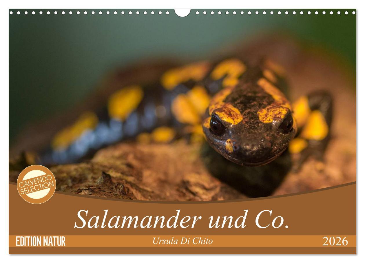 Kalendár/Diár Salamander und Co. (Wandkalender 2026 DIN A3 quer), CALVENDO Monatskalender Calvendo