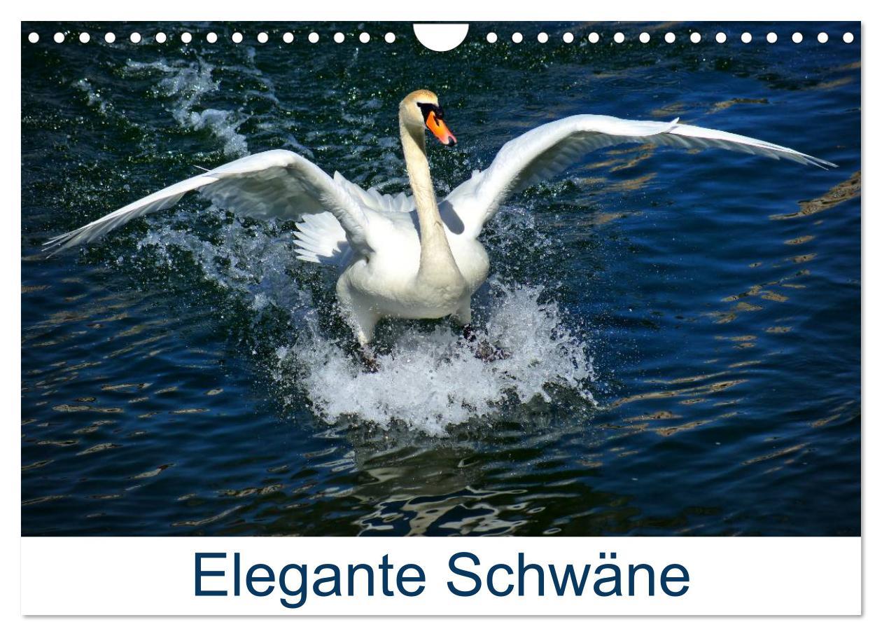 Kalendář/Diář Elegante Schwäne (Wandkalender 2026 DIN A4 quer), CALVENDO Monatskalender Calvendo