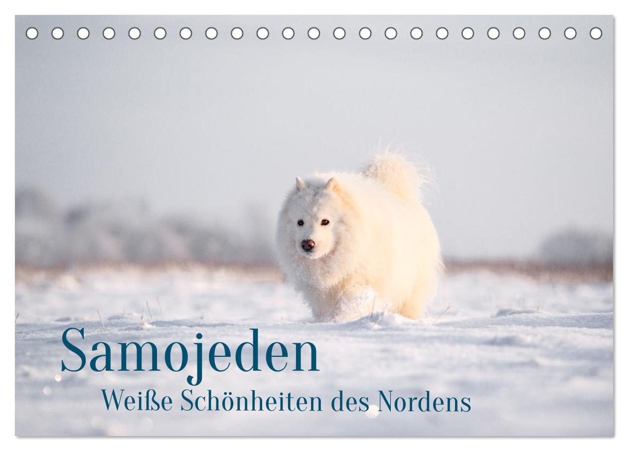 Kalendár/Diár Samojeden - Liebenswerte Fellkugeln (Tischkalender 2026 DIN A5 quer), CALVENDO Monatskalender Calvendo