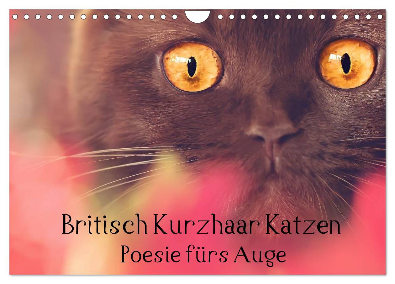 Kalendár/Diár Britisch Kurzhaar Katzen - Poesie fürs Auge (Wandkalender 2026 DIN A4 quer), CALVENDO Monatskalender Calvendo