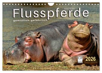 Kalendár/Diár Flusspferde - gemütlich gefährlich (Wandkalender 2026 DIN A4 quer), CALVENDO Monatskalender Calvendo