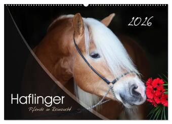 Kalendár/Diár Haflinger-Pferde in Reinzucht (Wandkalender 2026 DIN A2 quer), CALVENDO Monatskalender Calvendo
