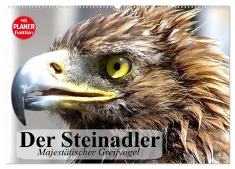 Kalendář/Diář Der Steinadler. Majestätischer Greifvogel (Wandkalender 2026 DIN A2 quer), CALVENDO Monatskalender Calvendo