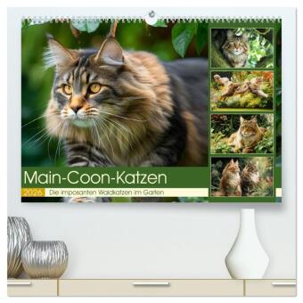 Kalendár/Diár Main-Coon-Katzen. Die imposanten Waldkatzen im Garten (hochwertiger Premium Wandkalender 2026 DIN A2 quer), Kunstdruck in Hochglanz Calvendo