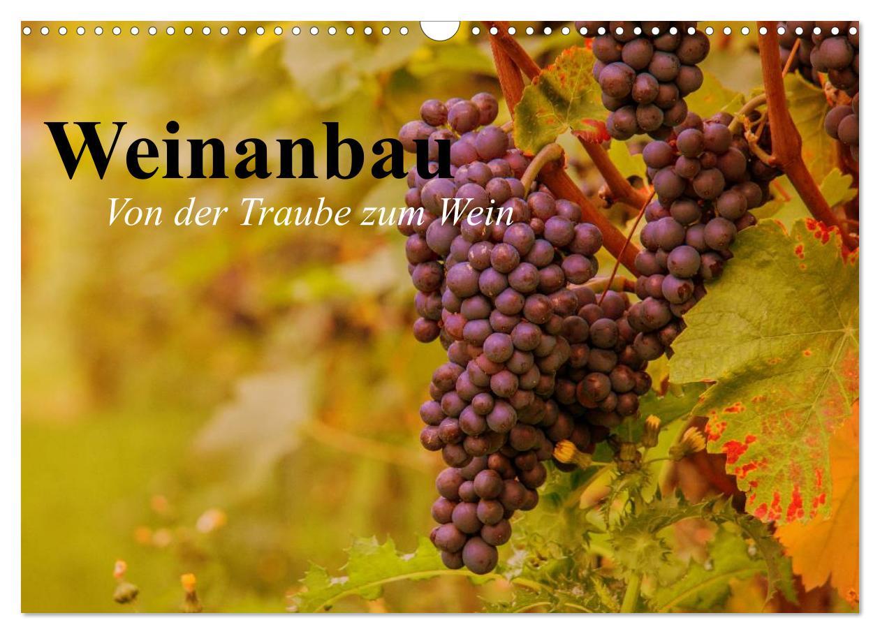 Kalendár/Diár Weinanbau. Von der Traube zum Wein (Wandkalender 2026 DIN A3 quer), CALVENDO Monatskalender Calvendo