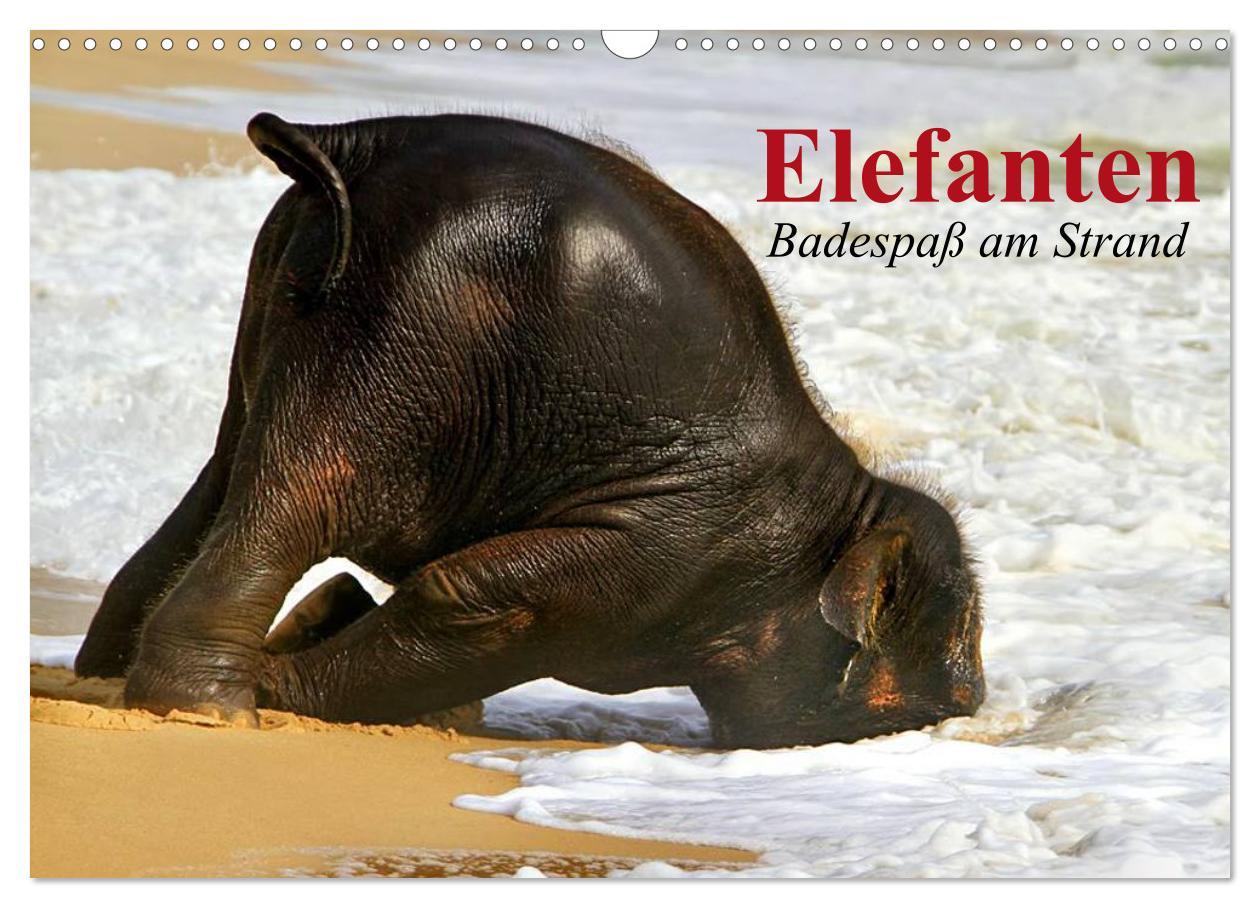 Kalendár/Diár Elefanten. Badespaß am Strand (Wandkalender 2026 DIN A3 quer), CALVENDO Monatskalender Calvendo