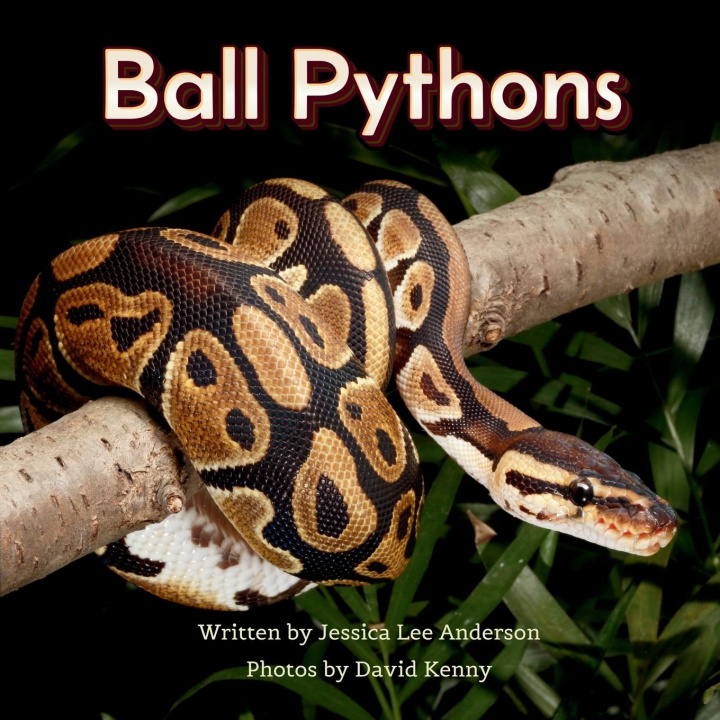 Kniha Ball Pythons David Kenny