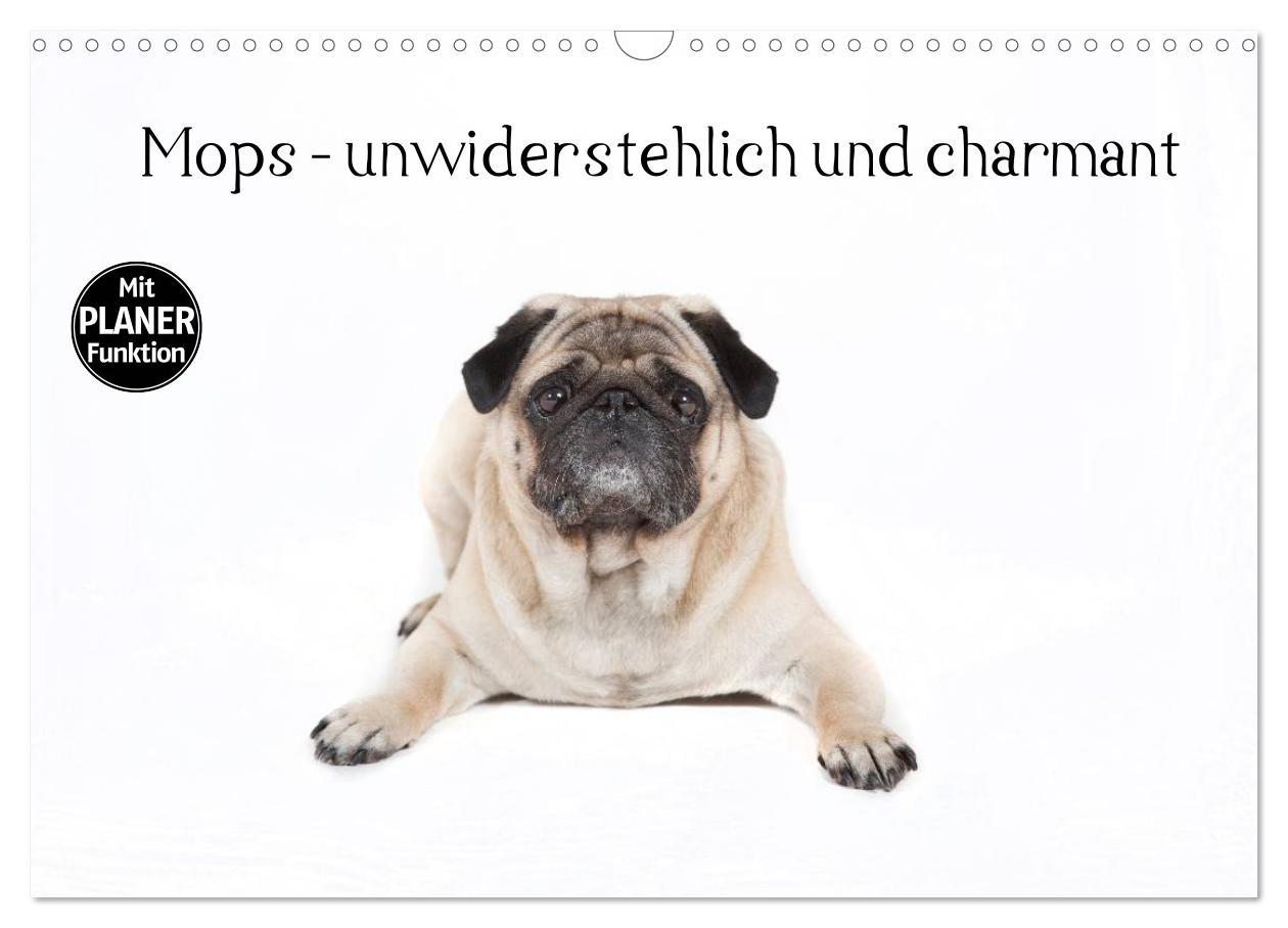 Kalendár/Diár Mops - unwiderstehlich und charmant (Wandkalender 2026 DIN A3 quer), CALVENDO Monatskalender Calvendo