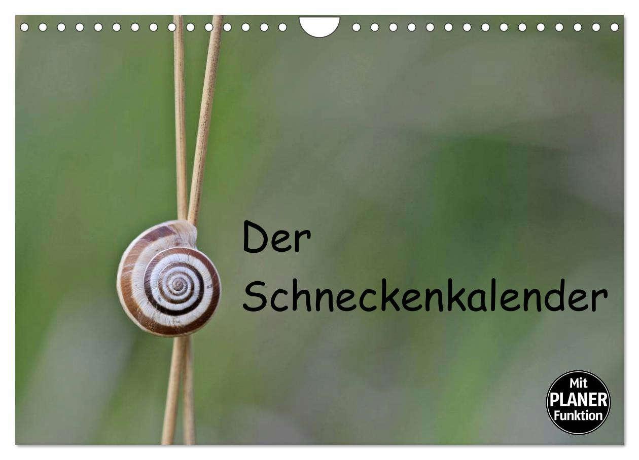 Kalendár/Diár Der Schneckenkalender (Wandkalender 2026 DIN A4 quer), CALVENDO Monatskalender Calvendo