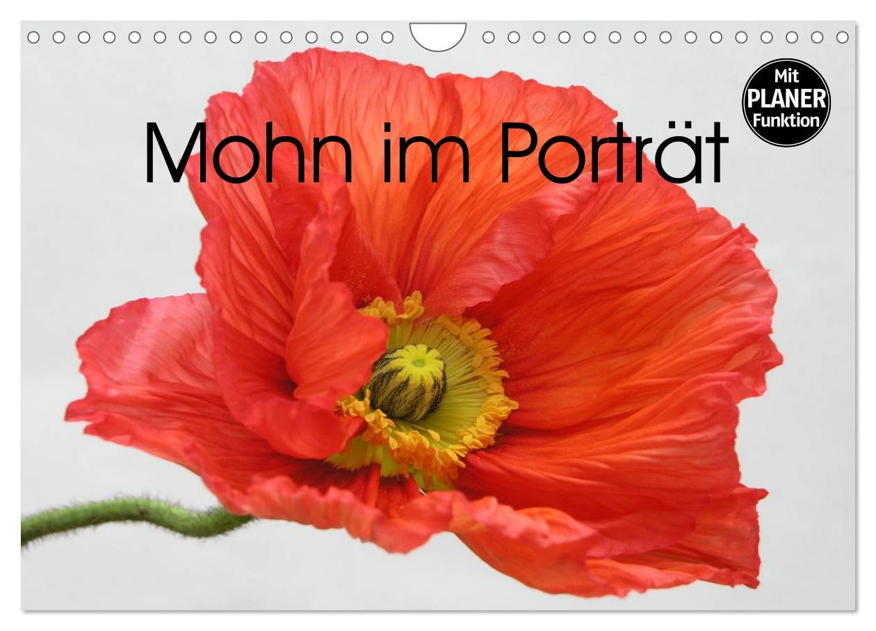 Kalendář/Diář Mohn im Porträt (Wandkalender 2026 DIN A4 quer), CALVENDO Monatskalender Calvendo