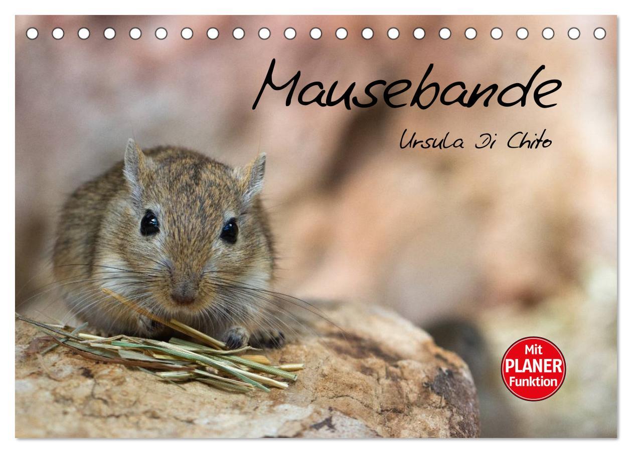 Kalendář/Diář Mausebande (Tischkalender 2026 DIN A5 quer), CALVENDO Monatskalender Calvendo