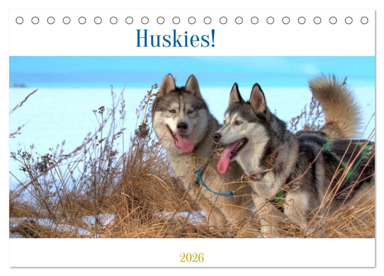 Koledar/Rokovnik Huskies! (Tischkalender 2026 DIN A5 quer), CALVENDO Monatskalender Calvendo