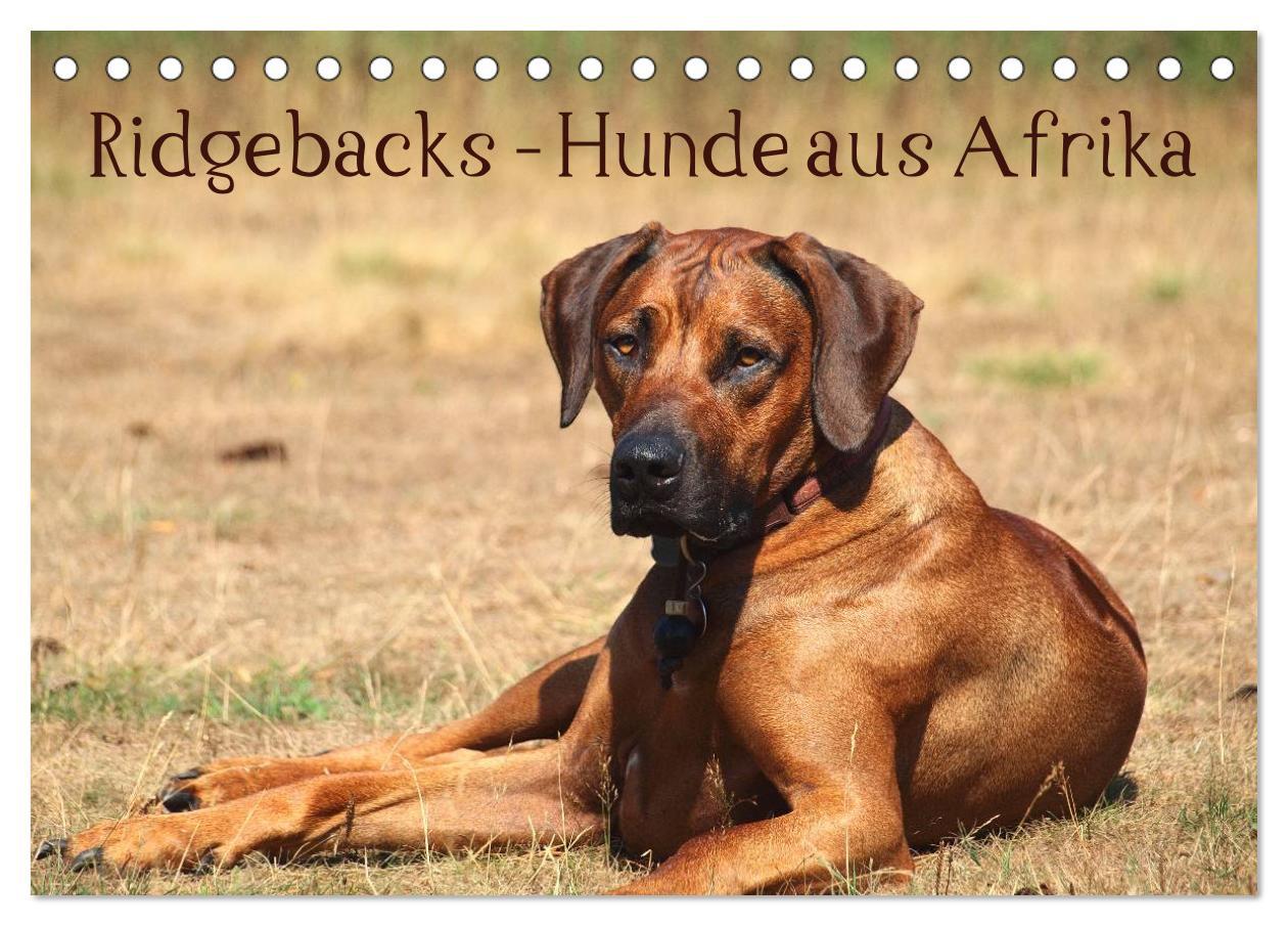 Kalendář/Diář Ridgebacks - Hunde aus Afrika (Tischkalender 2026 DIN A5 quer), CALVENDO Monatskalender Calvendo