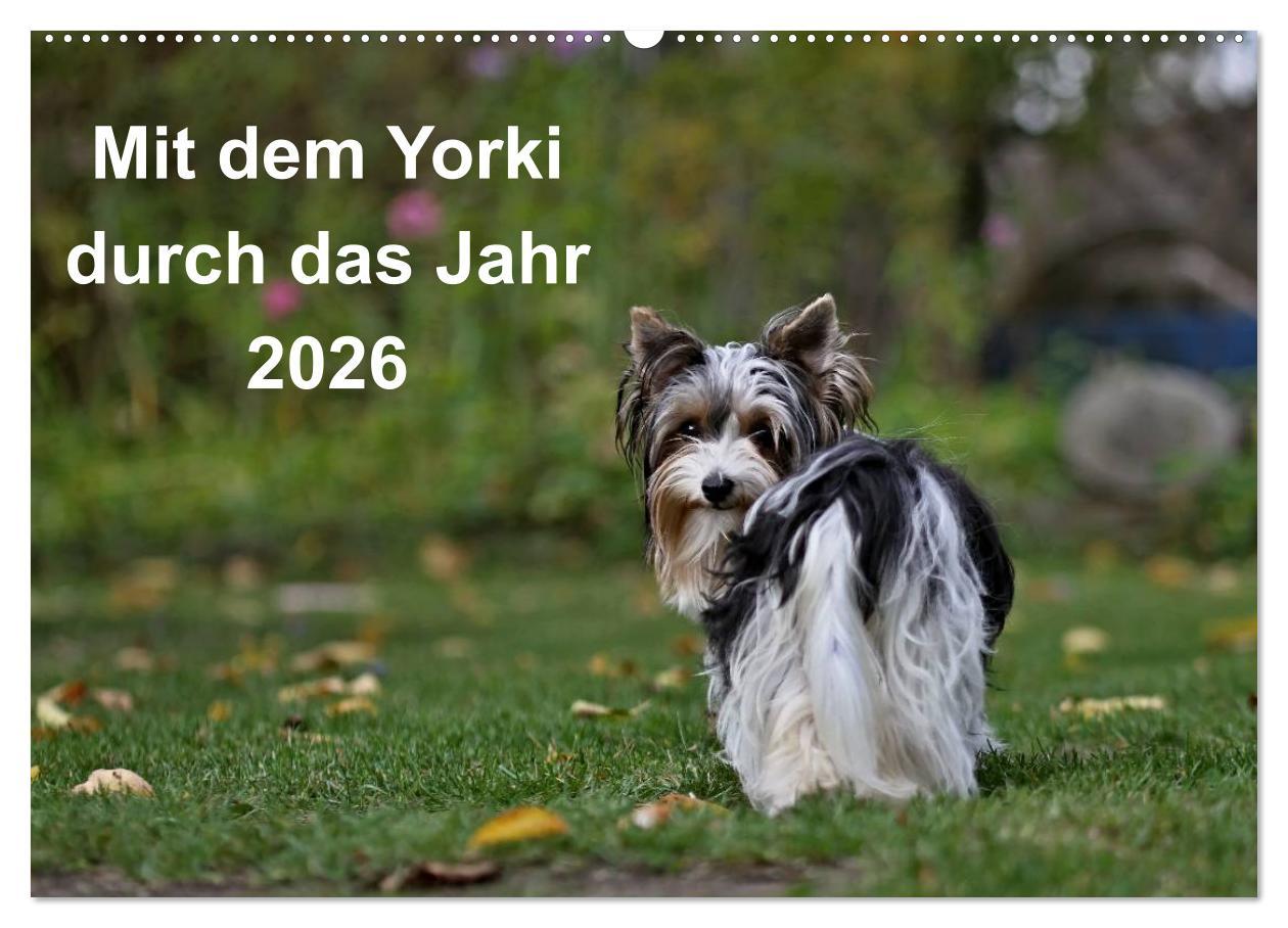 Kalendár/Diár Mit dem Yorki durch das Jahr 2026 (Wandkalender 2026 DIN A2 quer), CALVENDO Monatskalender Calvendo