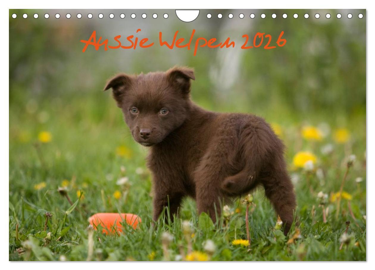 Календар/тефтер Aussie Welpen 2026 (Wandkalender 2026 DIN A4 quer), CALVENDO Monatskalender Calvendo