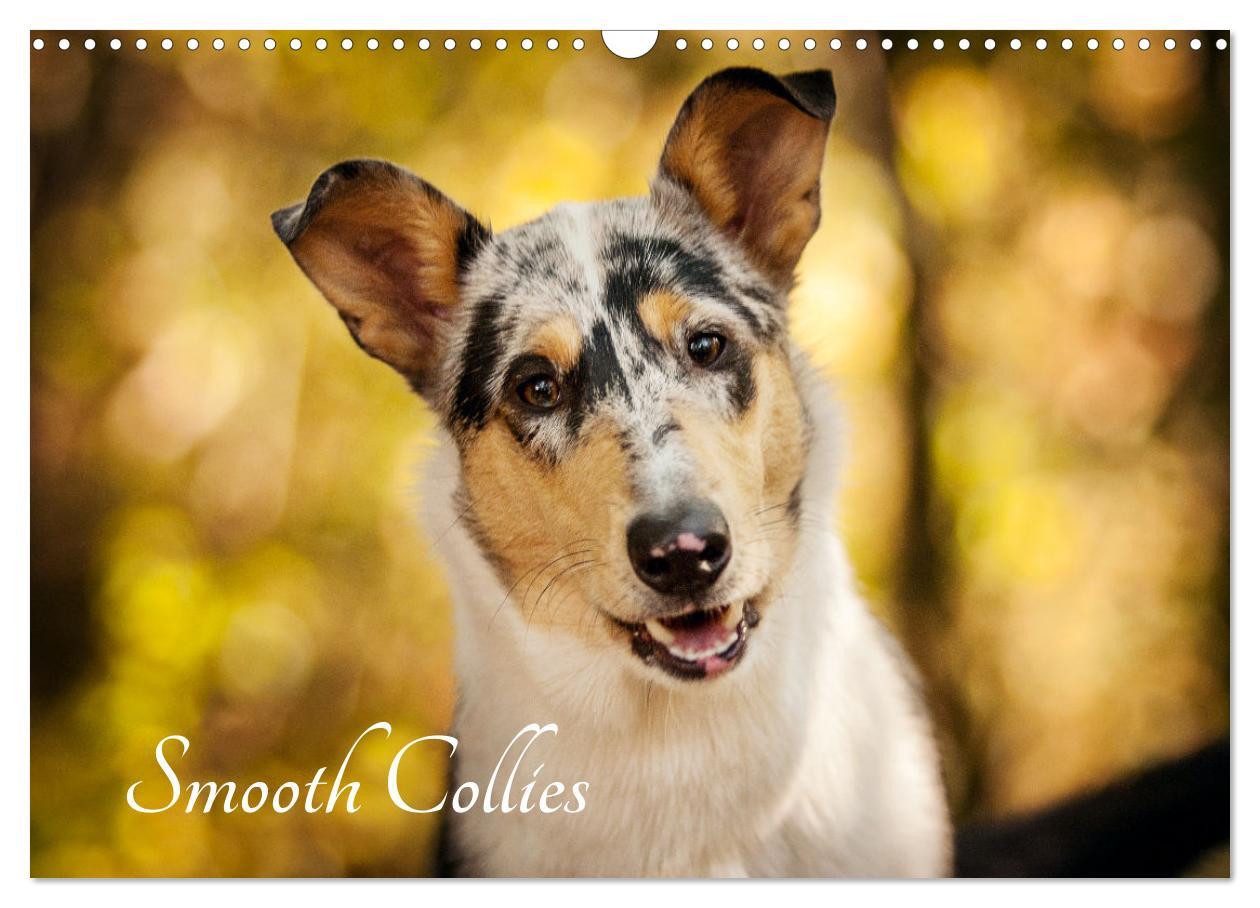 Kalendář/Diář Smooth Collies (Wandkalender 2026 DIN A3 quer), CALVENDO Monatskalender Calvendo