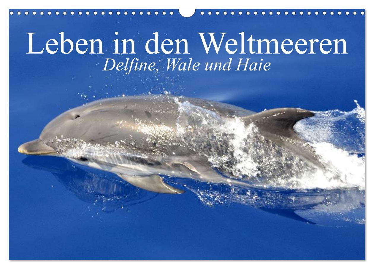 Календар/тефтер Leben in den Weltmeeren. Delfine, Wale und Haie (Wandkalender 2026 DIN A3 quer), CALVENDO Monatskalender Calvendo