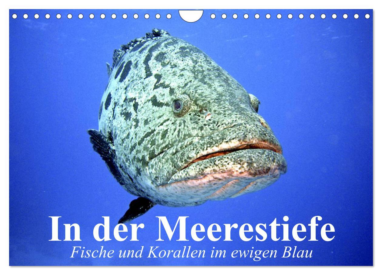 Kalendář/Diář In der Meerestiefe. Fische und Korallen im ewigen Blau (Wandkalender 2026 DIN A4 quer), CALVENDO Monatskalender Calvendo