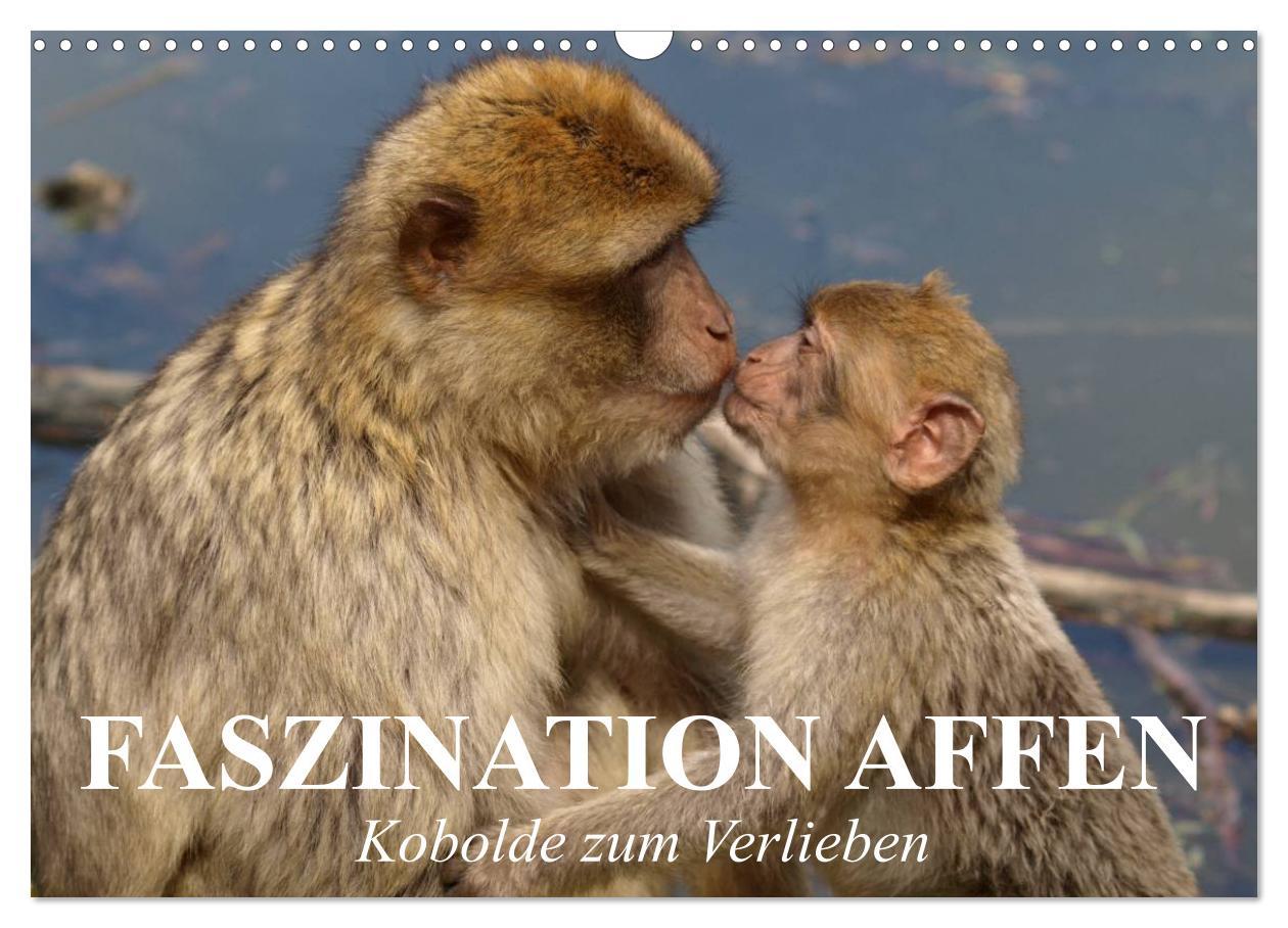 Календар/тефтер Faszination Affen. Kobolde zum Verlieben (Wandkalender 2026 DIN A3 quer), CALVENDO Monatskalender Calvendo