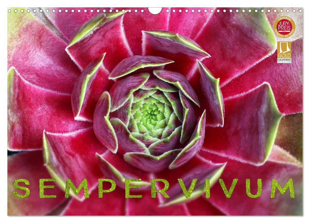 Kalendář/Diář Sempervivum - Hauswurz (Wandkalender 2026 DIN A3 quer), CALVENDO Monatskalender Calvendo