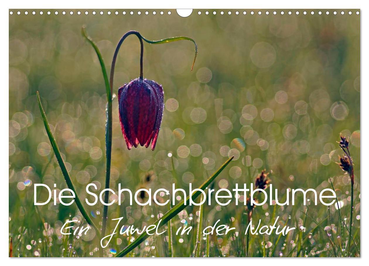 Календар/тефтер Die Schachbrettblume (Wandkalender 2026 DIN A3 quer), CALVENDO Monatskalender Calvendo