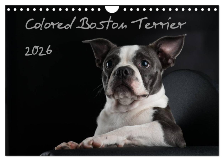 Календар/тефтер Colored Boston Terrier 2026 (Wandkalender 2026 DIN A4 quer), CALVENDO Monatskalender Calvendo