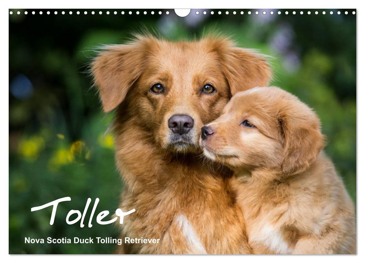 Календар/тефтер Toller - Nova Scotia Duck Tolling Retriever (Wandkalender 2026 DIN A3 quer), CALVENDO Monatskalender Calvendo