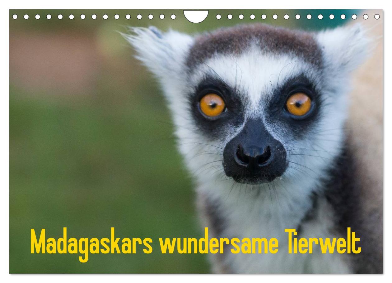 Kalendář/Diář Madagaskars wundersame Tierwelt (Wandkalender 2026 DIN A4 quer), CALVENDO Monatskalender Calvendo