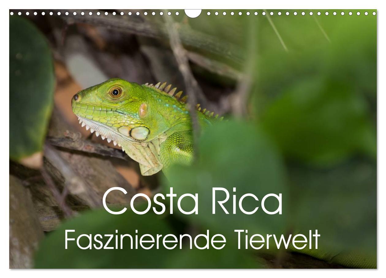 Kalendár/Diár Costa Rica. Faszinierende Tierwelt (Wandkalender 2026 DIN A3 quer), CALVENDO Monatskalender Calvendo