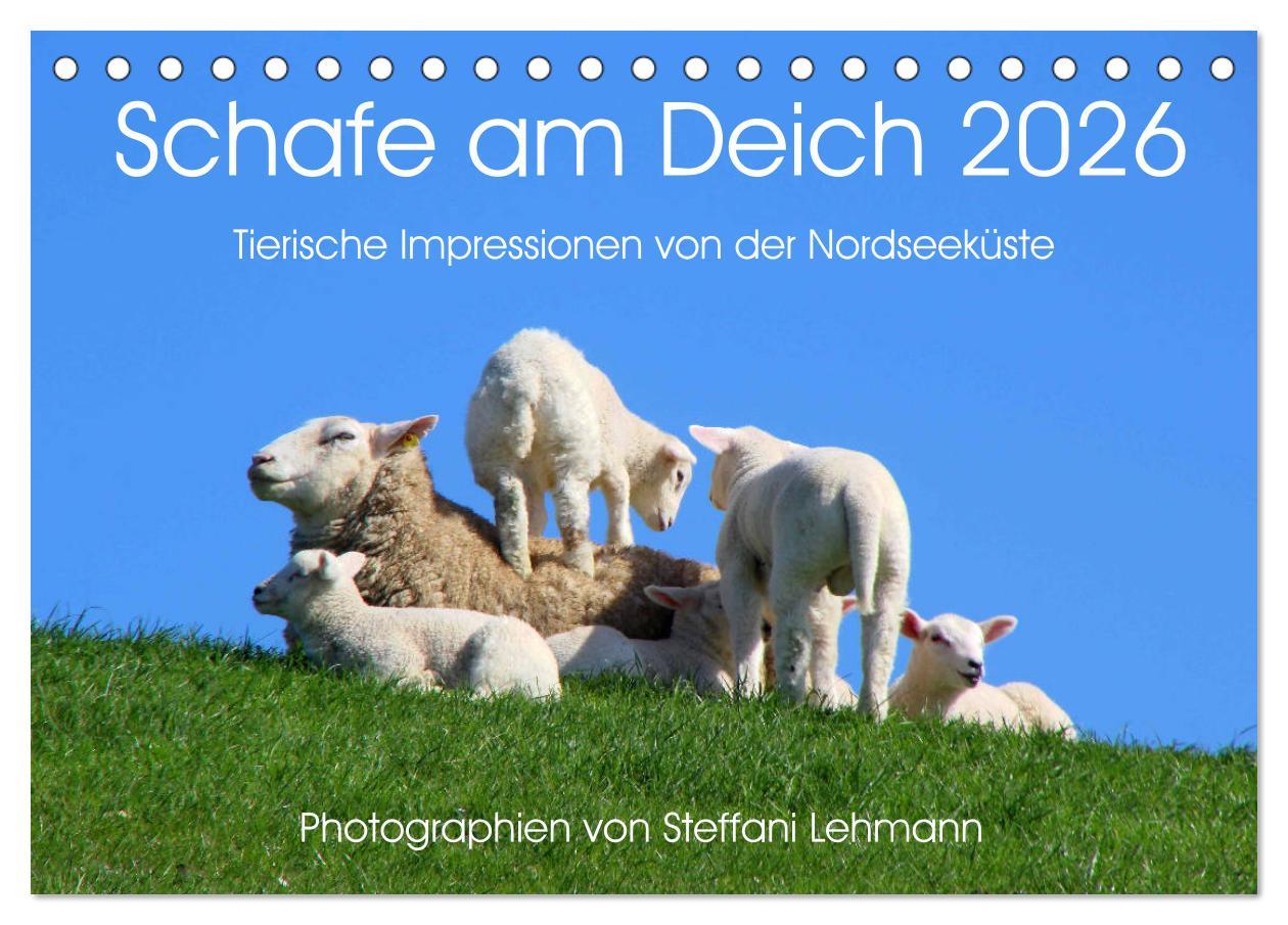 Kalendář/Diář Schafe am Deich 2026. Tierische Impressionen von der Nordseeküste (Tischkalender 2026 DIN A5 quer), CALVENDO Monatskalender Calvendo
