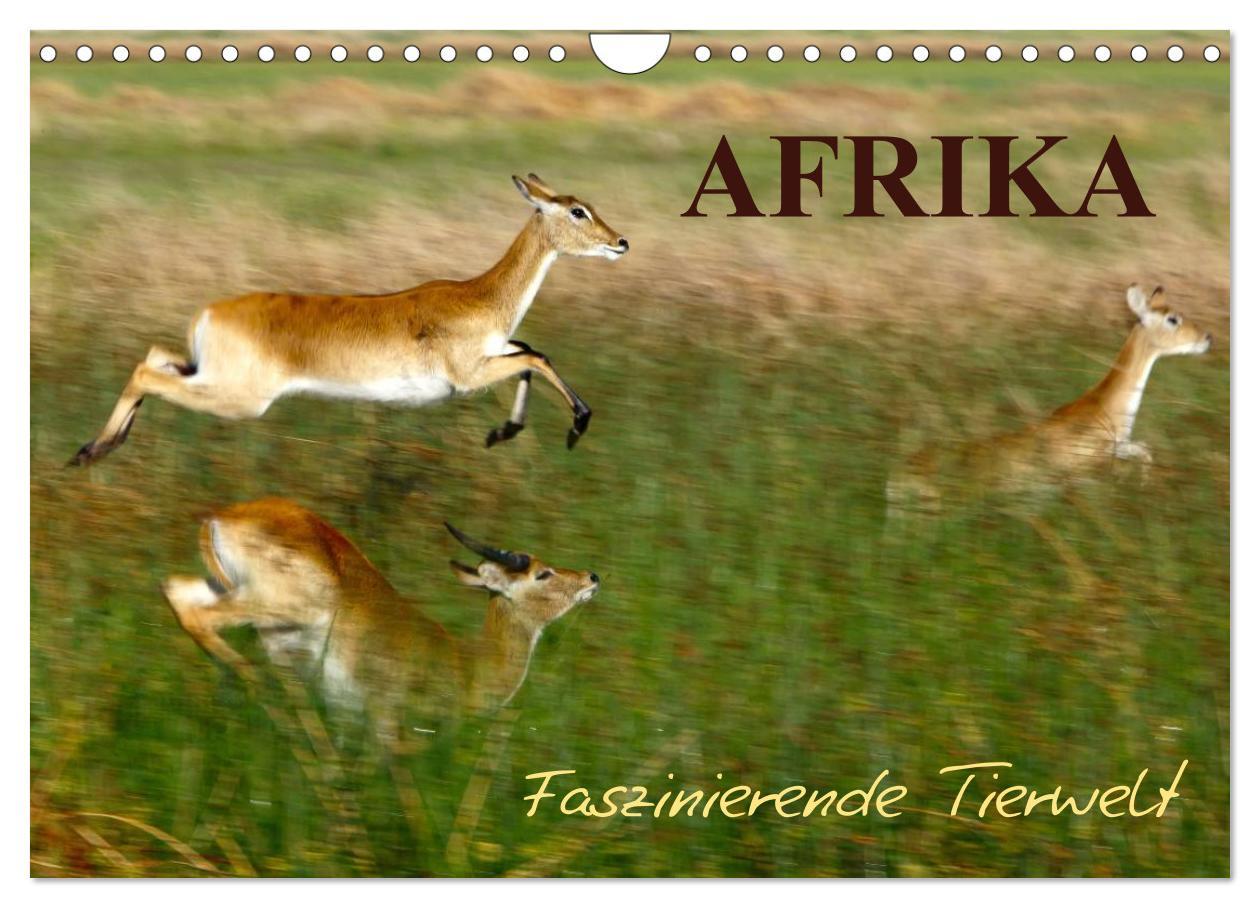 Календар/тефтер Afrika - Faszinierende Tierwelt (Wandkalender 2026 DIN A4 quer), CALVENDO Monatskalender Calvendo