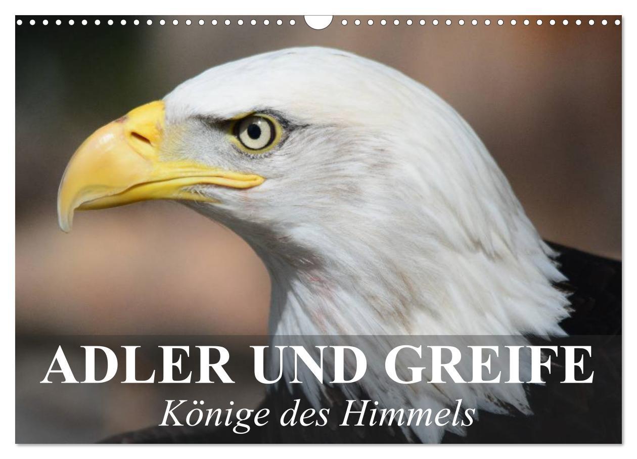 Kalendár/Diár Adler und Greife - Könige des Himmels (Wandkalender 2026 DIN A3 quer), CALVENDO Monatskalender Calvendo