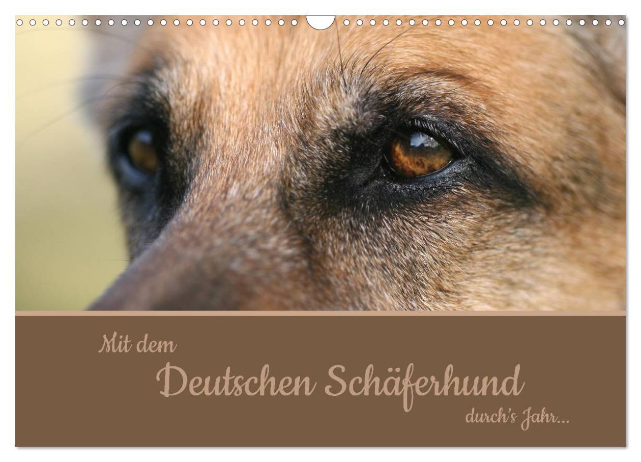 Kalendár/Diár Mit dem Deutschen Schäferhund durch's Jahr (Wandkalender 2026 DIN A3 quer), CALVENDO Monatskalender Calvendo