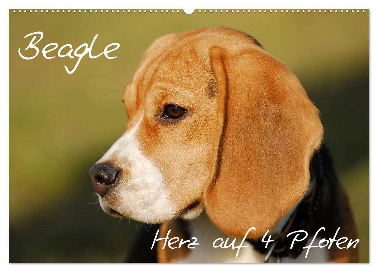 Kalendár/Diár Beagle - Herz auf 4 Pfoten (Wandkalender 2026 DIN A2 quer), CALVENDO Monatskalender Calvendo