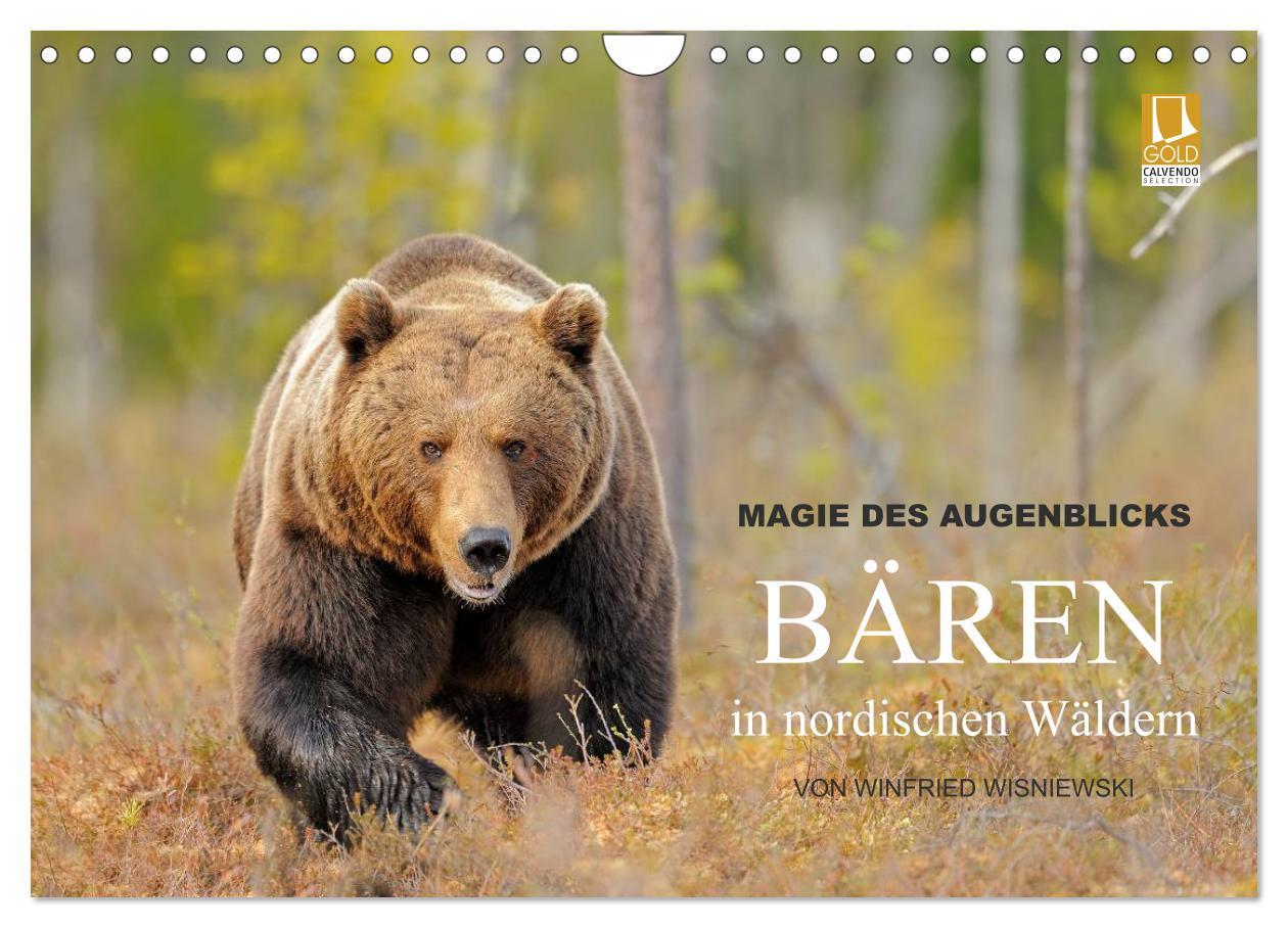 Kalender/agenda Magie des Augenblicks - Bären in nordischen Wäldern (Wandkalender 2026 DIN A4 quer), CALVENDO Monatskalender Calvendo