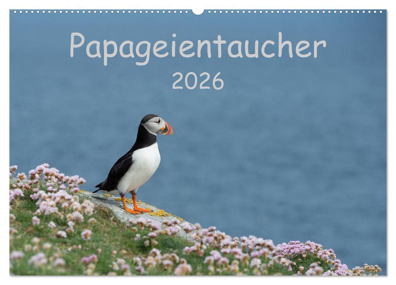 Kalendár/Diár Papageientaucher 2026 (Wandkalender 2026 DIN A2 quer), CALVENDO Monatskalender Calvendo