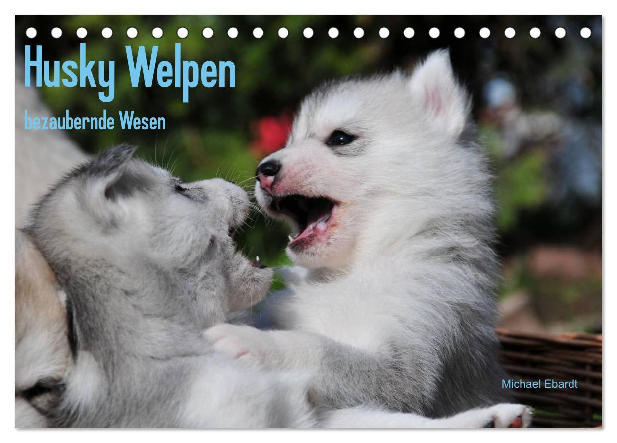 Kalendár/Diár Husky Welpen (Tischkalender 2026 DIN A5 quer), CALVENDO Monatskalender Calvendo