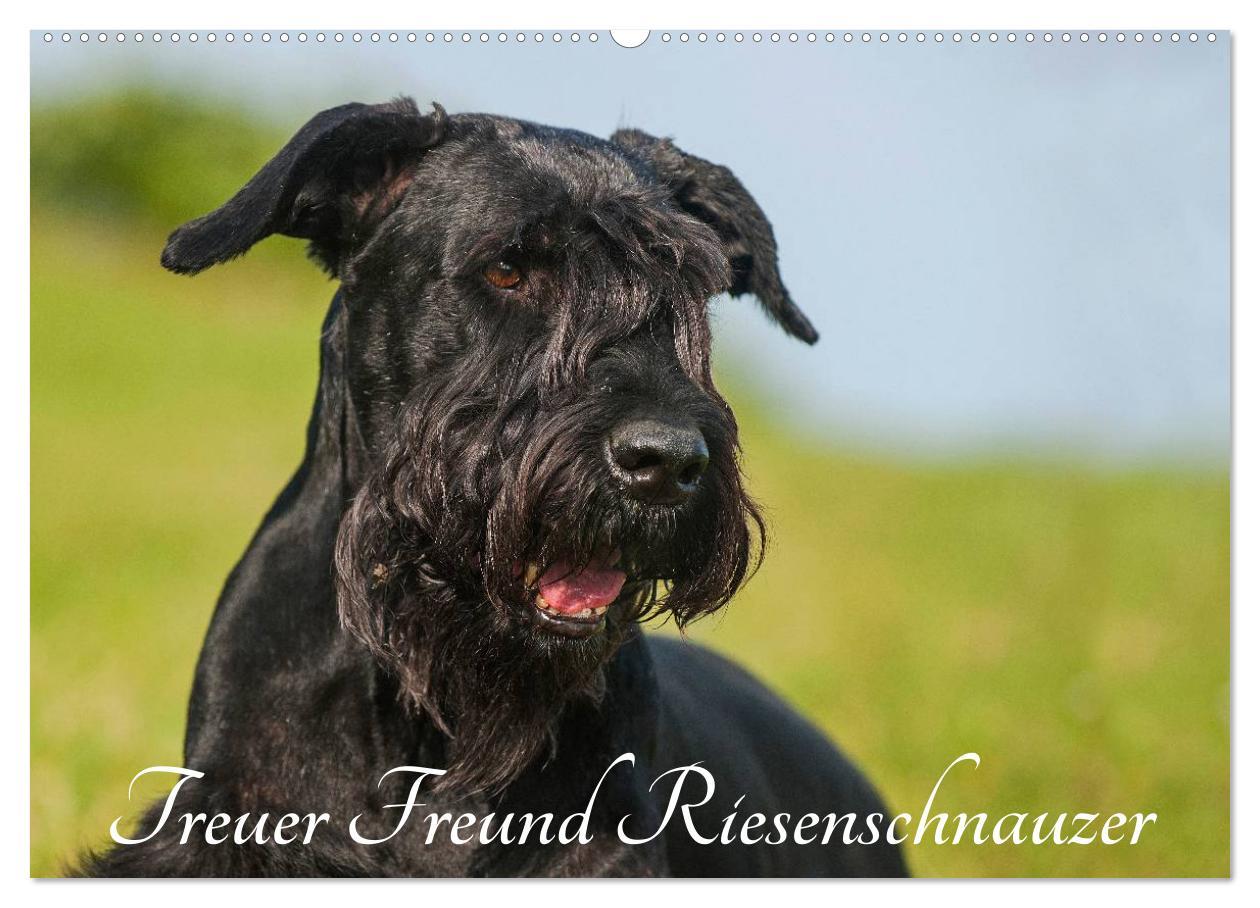 Kalendár/Diár Treuer Freund Riesenschnauzer (Wandkalender 2026 DIN A2 quer), CALVENDO Monatskalender Calvendo