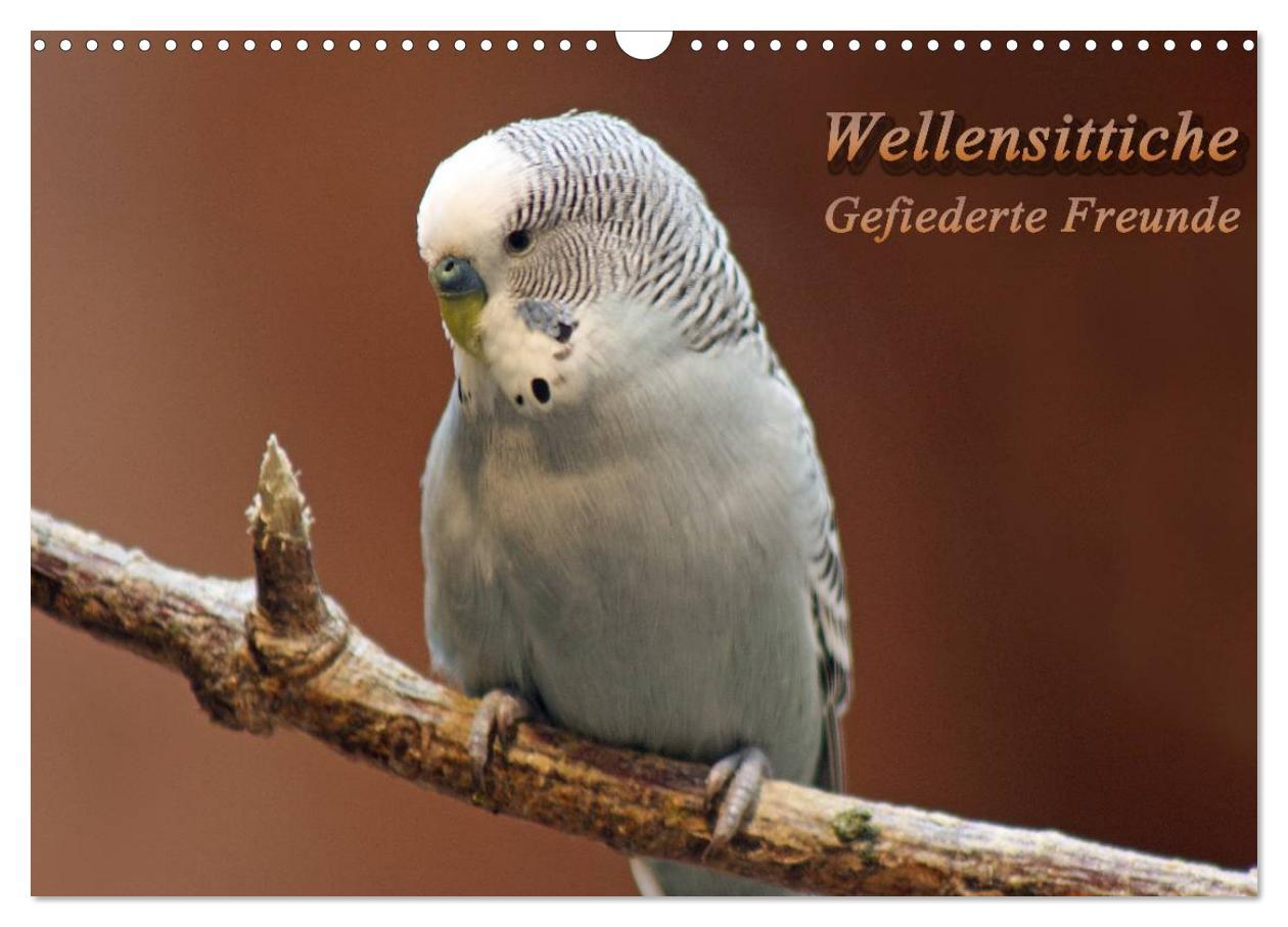Kalendár/Diár Wellensittiche - Gefiederte Freunde (Wandkalender 2026 DIN A3 quer), CALVENDO Monatskalender Calvendo