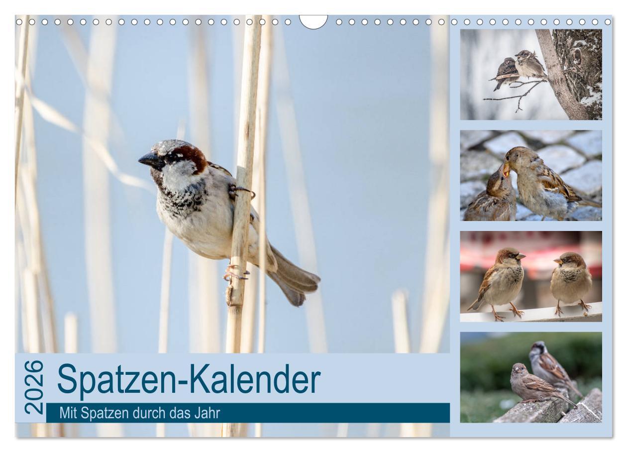 Kalendár/Diár Spatzen-Kalender (Wandkalender 2026 DIN A3 quer), CALVENDO Monatskalender Calvendo