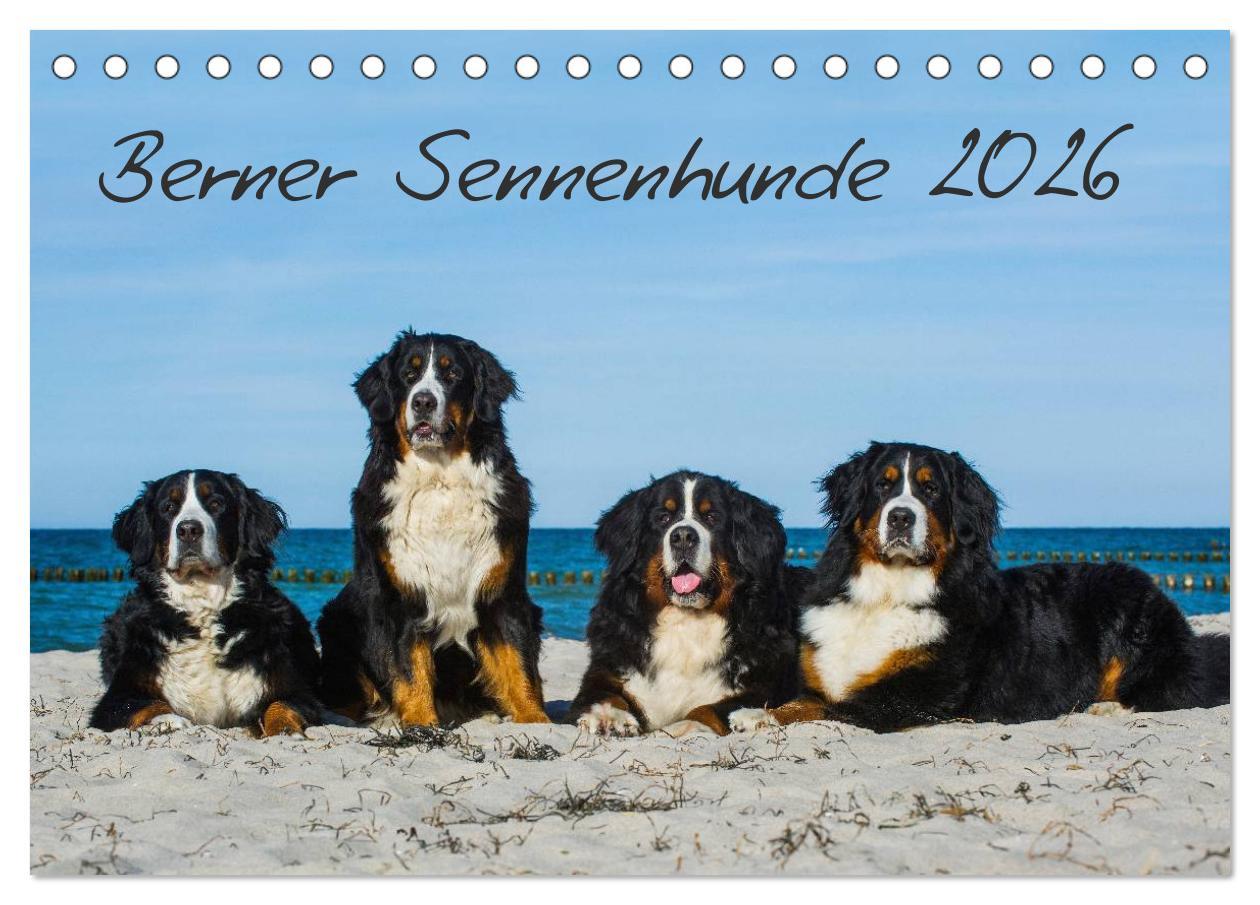 Kalendár/Diár Berner Sennenhund 2026 (Tischkalender 2026 DIN A5 quer), CALVENDO Monatskalender Calvendo