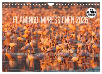 Kalendár/Diár Flamingo Impressionen 2026 (Wandkalender 2026 DIN A4 quer), CALVENDO Monatskalender Calvendo