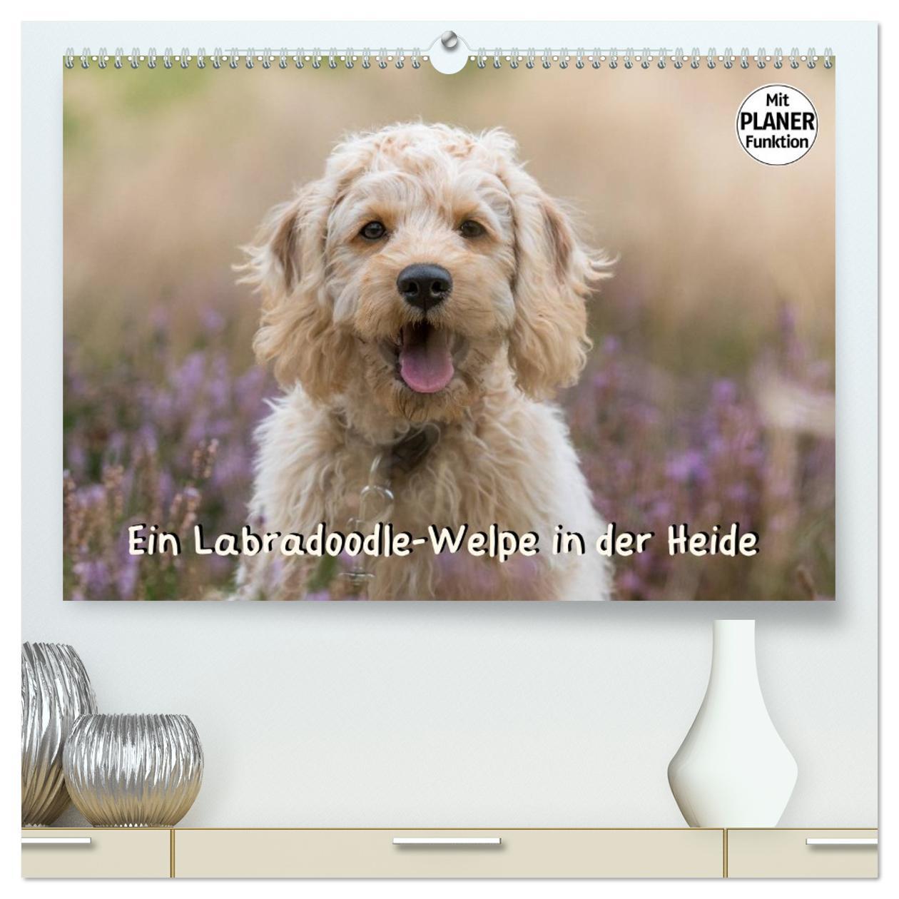 Kalendár/Diár Ein Labradoodle-Welpe in der Heide (hochwertiger Premium Wandkalender 2026 DIN A2 quer), Kunstdruck in Hochglanz Calvendo