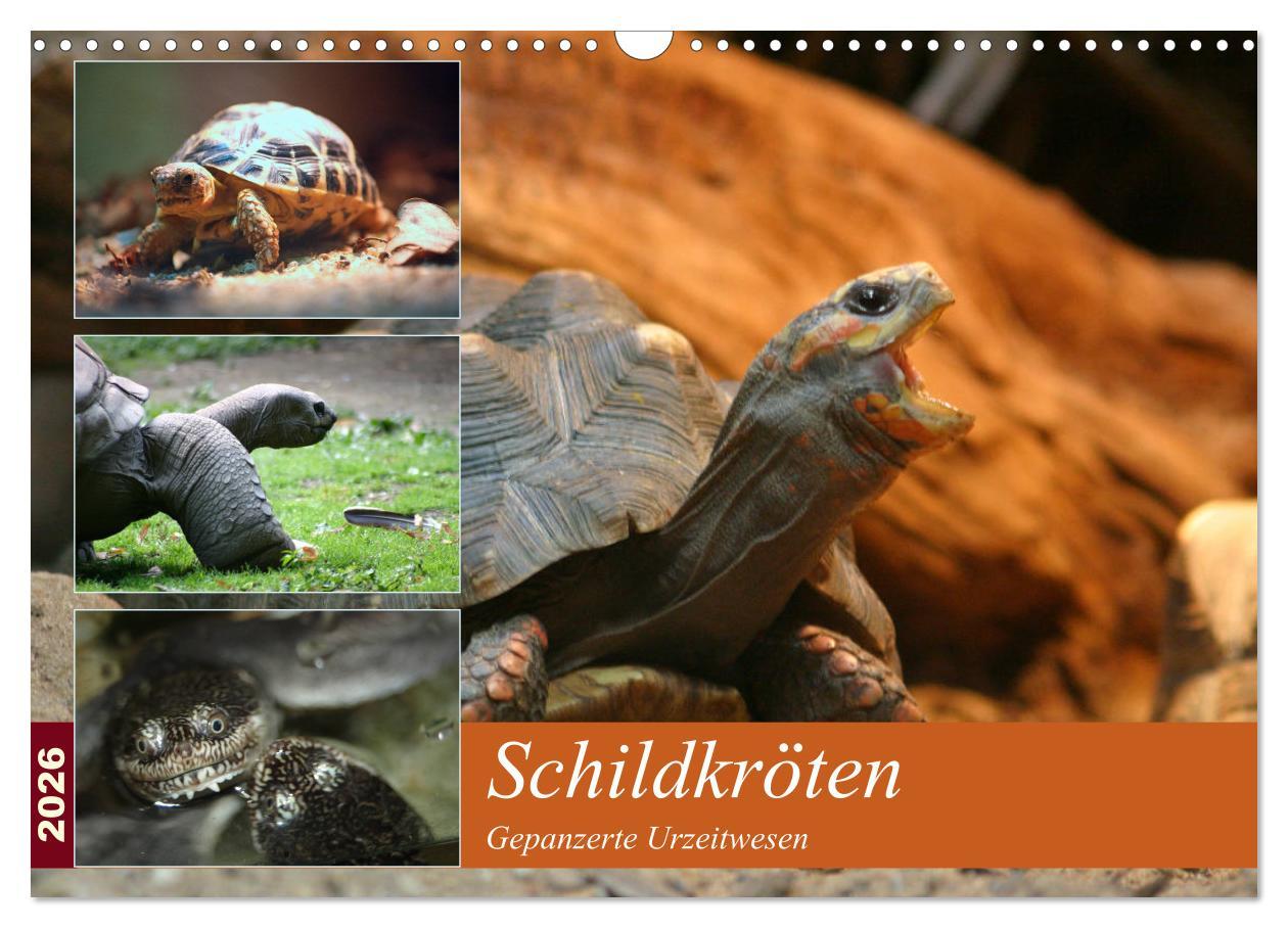 Kalendár/Diár Schildkröten - Gepanzerte Urzeitwesen (Wandkalender 2026 DIN A3 quer), CALVENDO Monatskalender Calvendo