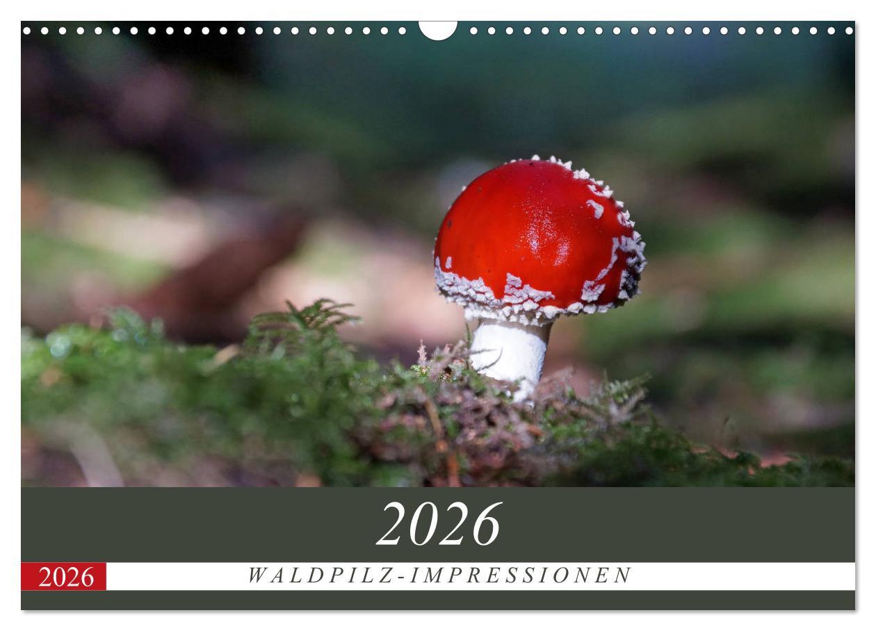 Kalendár/Diár Waldpilz-Impressionen (Wandkalender 2026 DIN A3 quer), CALVENDO Monatskalender Calvendo