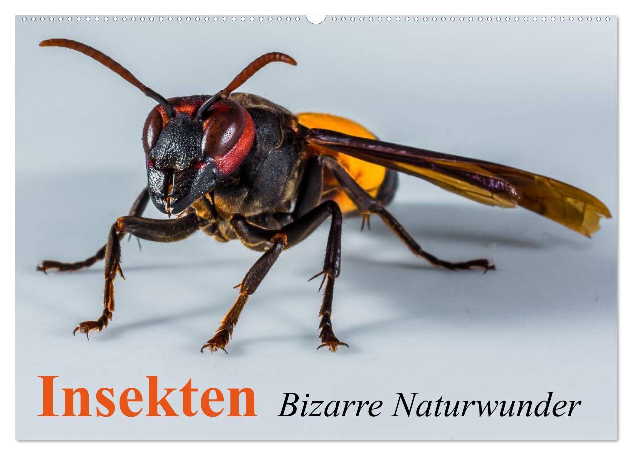 Kalendár/Diár Insekten - Bizarre Naturwunder (Wandkalender 2026 DIN A2 quer), CALVENDO Monatskalender Calvendo