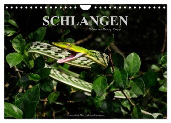 Kalendár/Diár Schlangen (Wandkalender 2026 DIN A4 quer), CALVENDO Monatskalender Calvendo